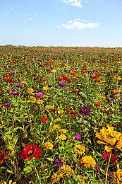 《无限暖暖》内测全球预约人数已经超过1200万人